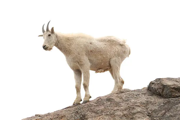 Photo of Mountain Goat on Rock