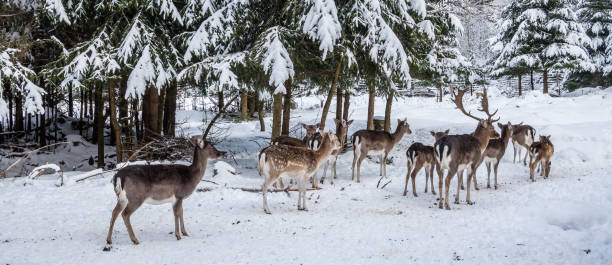 istock Panorama Fallow deer in the winter forest 1191898126