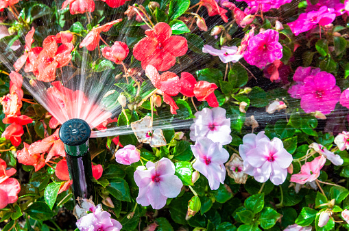 A sprinkler spraying water on flowering summer plants.