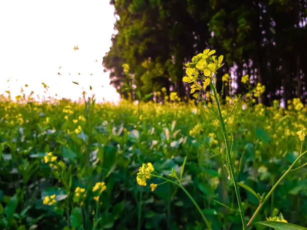 istock Yellow mustard flowers and mustard cultivation. 1191901944