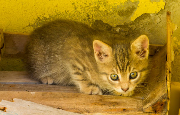 istock Adorable Kitten Portrait 1191903312
