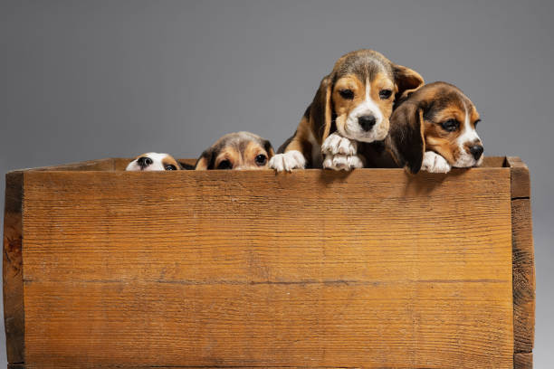 istock Studio shot of beagle puppies on grey studio background 1191903315