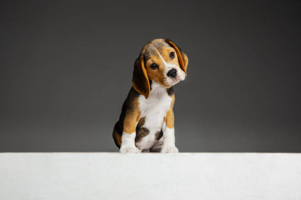 istock Studio shot of beagle puppy on grey studio background 1191903321