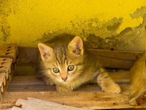 istock Adorable Kitten Portrait 1191903335