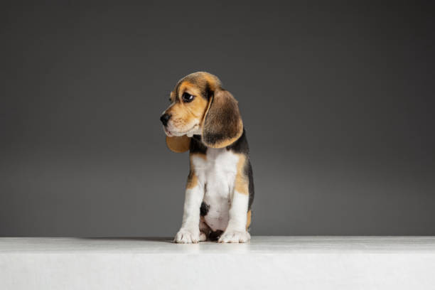 istock Studio shot of beagle puppy on grey studio background 1191903340