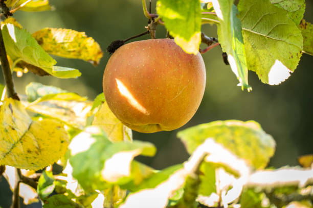 istock Ripe apple on a branch 1191904126