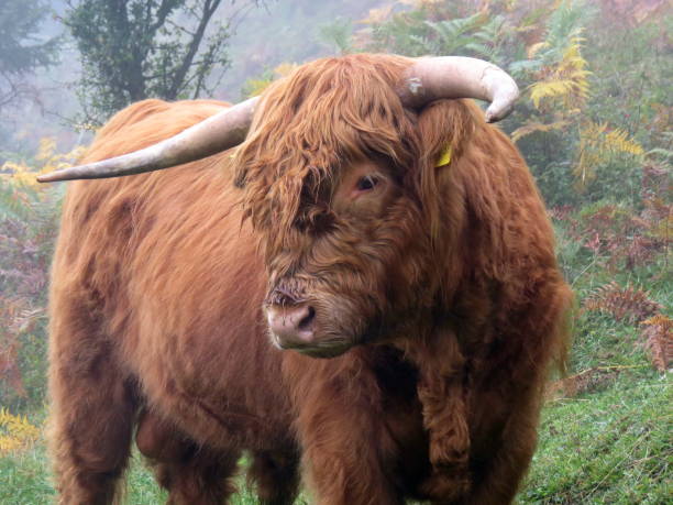 istock Galloway cattle in the bavarian alps, Germany 1191904205