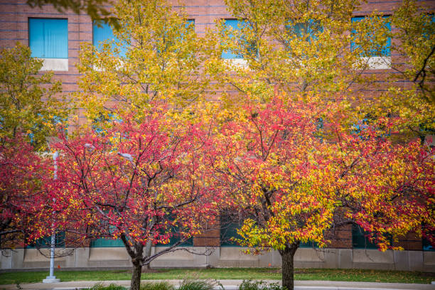 istock Trees with autumn foliage i 1191904337