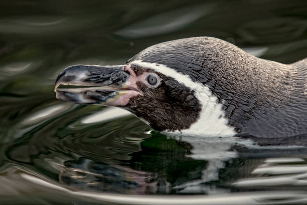 istock Humboldt Penguin - Spheniscus humboldti 1191904456