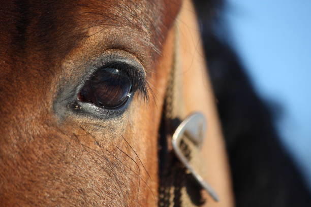 istock Chestnut horse eye close up 1191906929