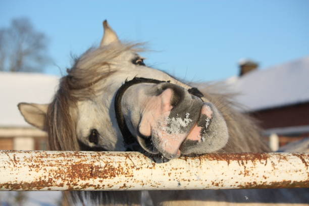 Sad pony horse
