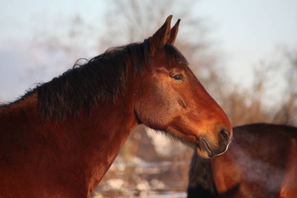 Hungry horse nibbles log at winter time.