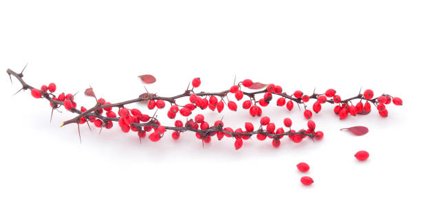 istock Barberry (Berberis vulgaris) branch with ripe berries. 1191908421