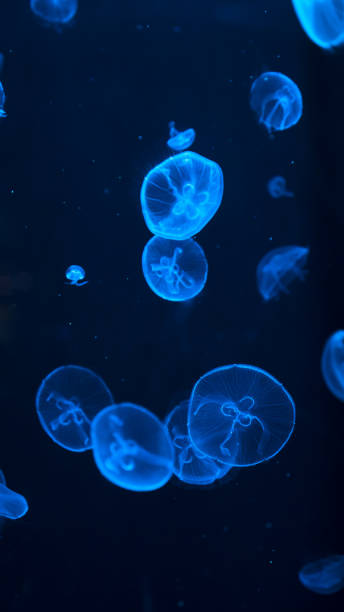 istock Aquarium fishes and jellyfish 1191908565