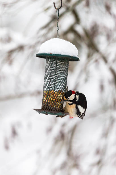 istock Bird feeders in the winter with a woodpecker eats nuts 1191908573