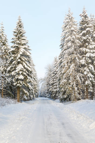 Winter spruce forest and a forest road with snow and frost