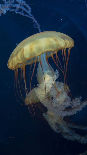 istock Aquarium fishes and jellyfish 1191908637