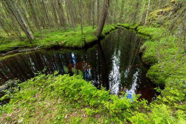Still water river in spruce forest at summer day