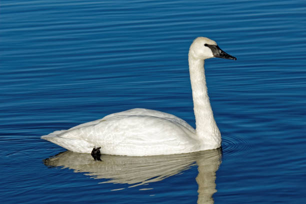 istock Trumpeter Swan Swimming 1191909698