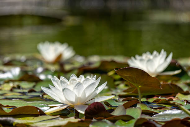 연못에 연꽃 - water lily floating on water lotus leaf 뉴스 사진 이미지