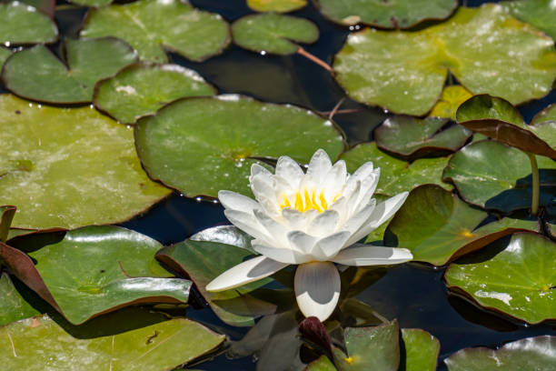 istock Lotus flower in a pond 1191909945