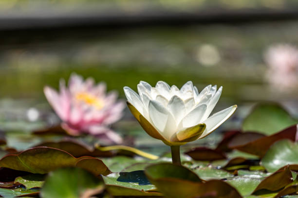 연못에 연꽃 - water lily floating on water lotus leaf 뉴스 사진 이미지