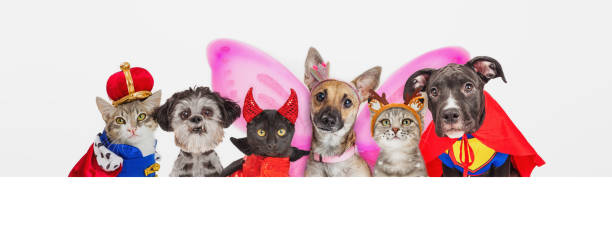 istock Cute Pets in Halloween Costumes Over Web Banner 1191912859