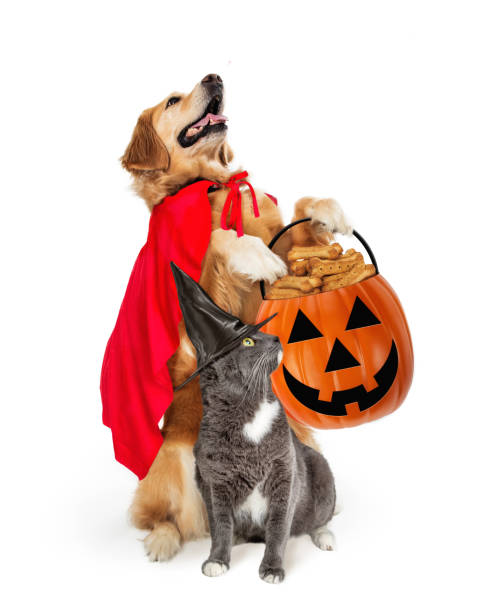 istock Large Dog and Cat Trick-or-Treating 1191912980