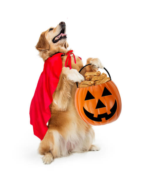 istock Large Dog Trick-or-Treating 1191913554