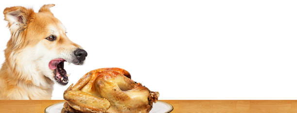 istock Hungry Dog Stealing Turkey Web Banner 1191913570