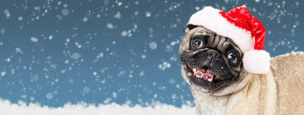 istock Christmas Pug Dog Web Banner 1191913604