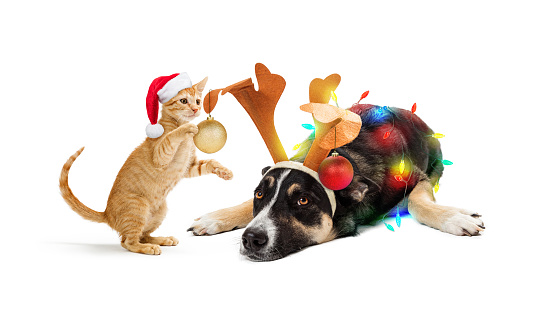 Funny kitten decorating patient dog with Christmas ornaments and lights. Isolated on white.
