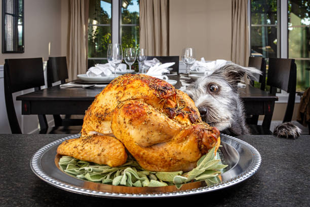 Dog Stealing Thanksgiving Turkey stock photo