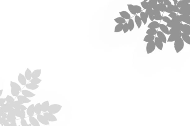 istock Abstract leave shadow black and white leaf shadow on a white wall Background. Blank copy space. 1191914220