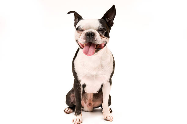 istock Boston Terrier Dog  with eyes closed sitting on white background 119191529