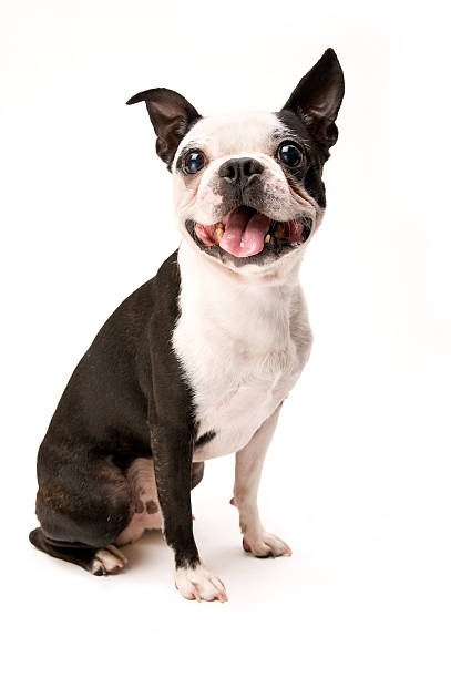complet du corps de photo en couleur de boston terrier chien excité - terrier chien de race photos et images de collection