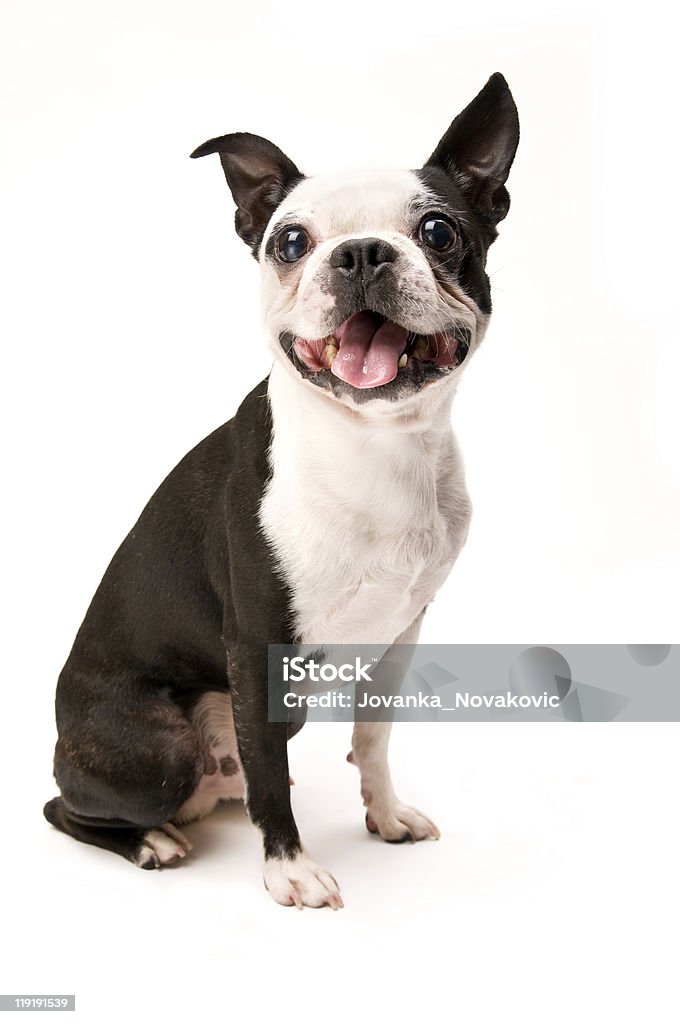 Corpo completo di colore foto di felici Boston Terrier cane - Foto stock royalty-free di Cane