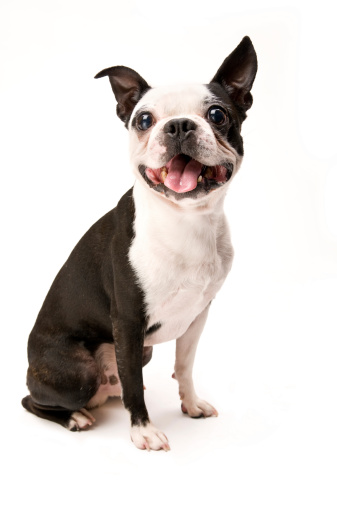 Excited Boston Terrier Sitting on White Background