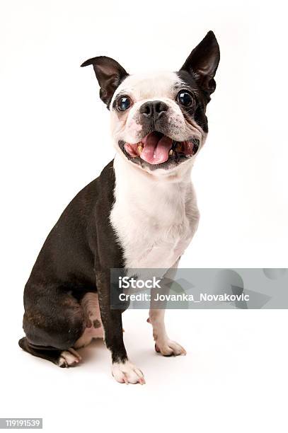 Excited Boston Terrier Dog On White Background Full Body Stock Photo - Download Image Now