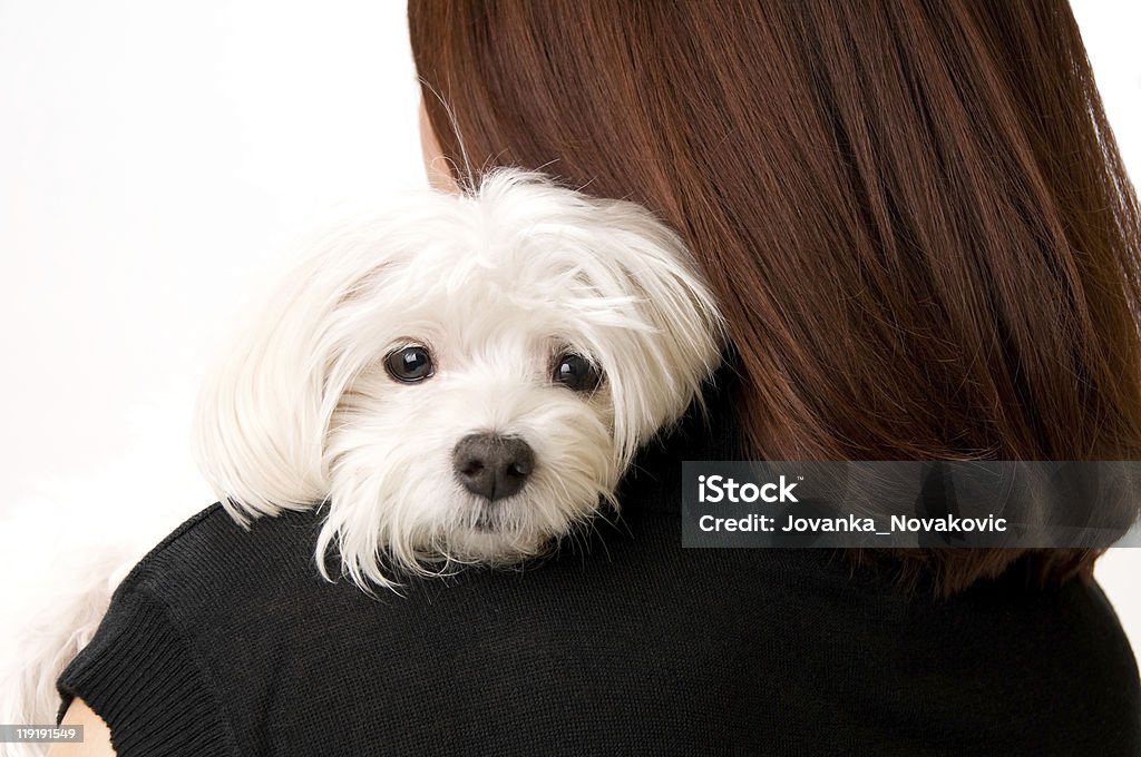 Jovem mulher segurando um lindo Cão maltês - Royalty-free Cão maltês Foto de stock