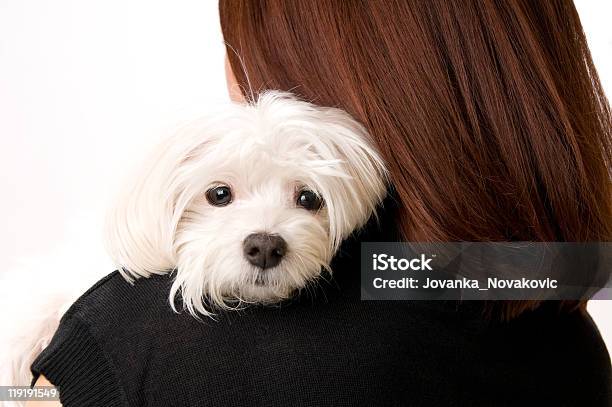Jovem Mulher Segurando Um Lindo Cão Maltês - Fotografias de stock e mais imagens de Cão maltês - Cão maltês, Fundo Branco, Abraçar
