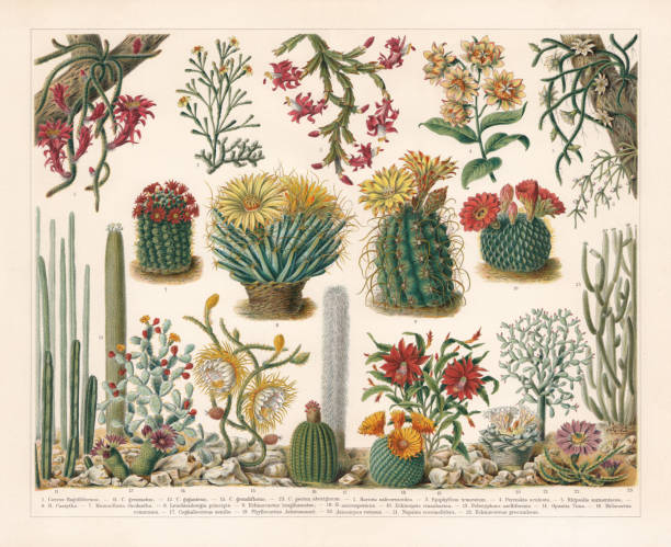 Cacti, chromolithograph, published in 1900 Cacti: 1) Cereus flagelliformis; 2) Bottle cactus (Hariota salicornioides); 3) Schlumbergera gaertneri (Epiphyllum truncatum); 4) Barbados gooseberry (Pereskia aculeata); 5) Mistletoe cactus (Rhipsalis baccifera, or Rhipsalis sarmentacea); 6) Rhipsalis cassutha; 7) Rainbow pincushion (Mammillaria rhodantha); 8) Leuchtenbergia principis; 9) Ferocactus hamatacanthus (or Echinocactus longihamatus); 10) Echinopsis cinnabarina; 11) Pachycereus marginatus (or Cereus gemmatus); 12) Carnegiea gigantea (or Cereus giganteus); 13) Pelecyphora aselliformis; 14) Opuntia tuna; 15) Cereus grandiflorus; 16) Melon cactus (Melocactus intortus, or Melocactus communis); 17) Old man cactus (Cephalocereus senilis); 18) Echinocactus longihamatus; 20) Ariocarpus retusus; 21) Opuntia cochenillifera, or Nopalea coccinelhifera; 22) Echinocereus procumbens. Chromolithograph, published in 1900. night blooming cereus stock illustrations