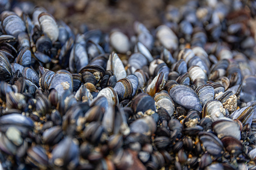 Wild blue mussels (Mytilus edulis) growing on the rocks in the intertidal zone in Cornwall, UK