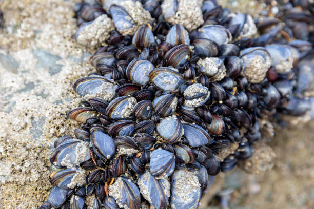 Wild blue mussels (Mytilus edulis) growing on the rocks in the intertidal zone in Cornwall, UK