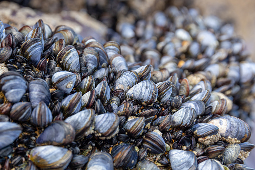 Muscles and barnacles covering a rock at low tide.