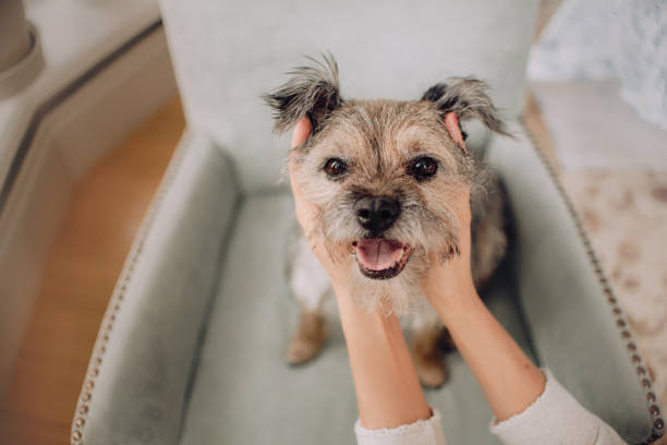 mixed breed dog portrait held indoors by owner stock photo