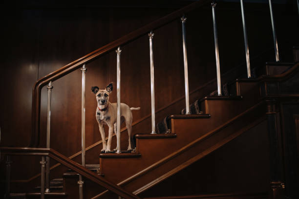 istock mixed breed dog posing on a wooden staircase indoors 1191918785