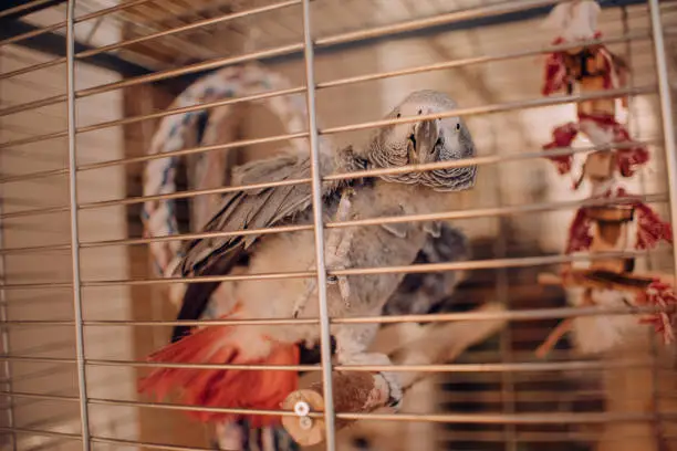 Photo of young african grey parrot posing in a cage