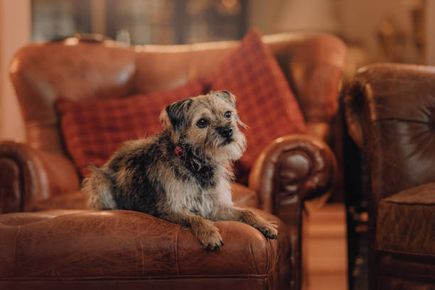 istock mixed breed dog lying down on a sofa indoors 1191920395