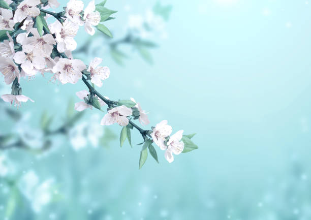 istock Beautiful magic spring scene with cherry flowers 1191920965